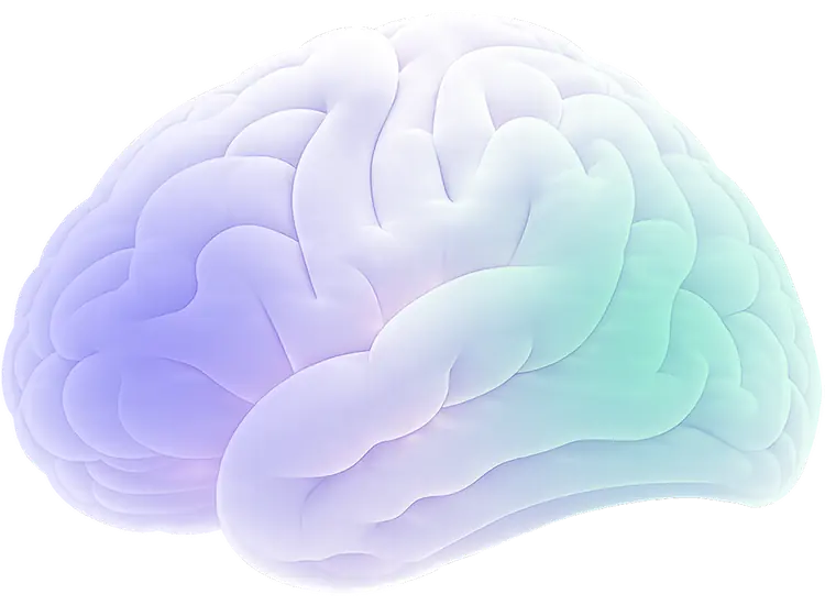 HRM Brain Structure