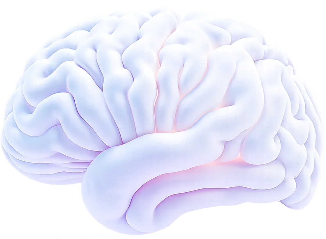 HRM Brain Structure